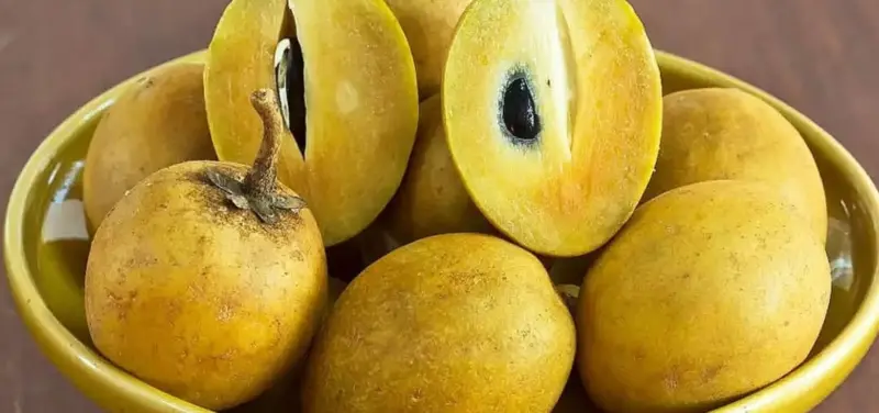 சப்போட்டா பழம்..!! சாப்பிடுங்கள் பல நன்மைகளைப் பெறுங்கள்..!!