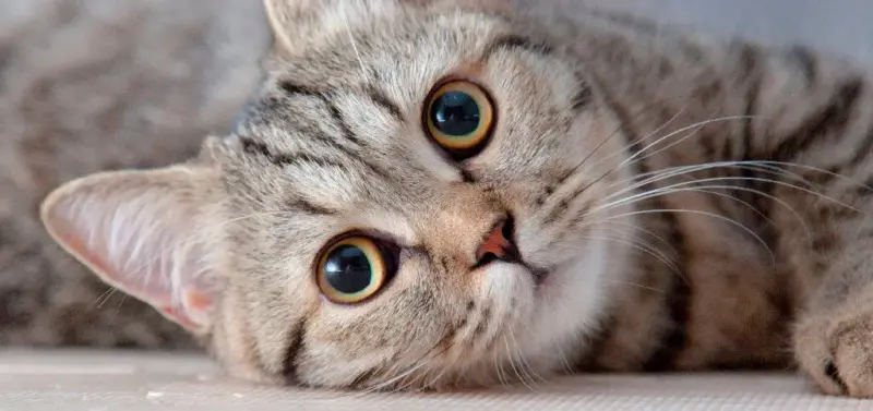 లాలాగుడ పోలీస్ స్టేషన్‌లో 'పిల్లి' లొల్లి