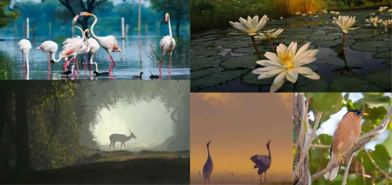 Keoladeo National Park: Step In, Look Around, Stay a While