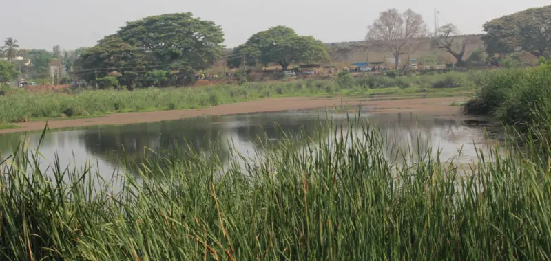 ಮಾಗಡಿ ಹೊಂಬಾಳಮ್ಮನ ಕೆರೆ ಕಲುಷಿತ, ಜಲಚರ, ಪಕ್ಷಿ ಸಂಕುಲಕ್ಕೆ ಆಪತ್ತು