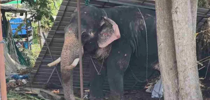 കൂടല്‍മാണിക്യം ക്ഷേത്രത്തില്‍ ആന ഇടഞ്ഞു; പാപ്പാനെ ചവിട്ടി കൊന്നു