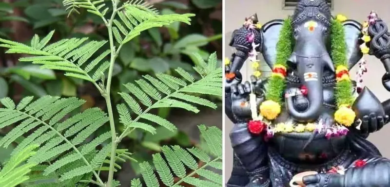 மோட்சம் தரும் வன்னி இலை.. விநாயகருக்கு உகந்த வழிபாட்டு ரகசியம்..!!