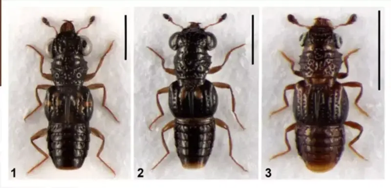 Three new beetle species discovered in Arunachal; focus on fragile ecosystems