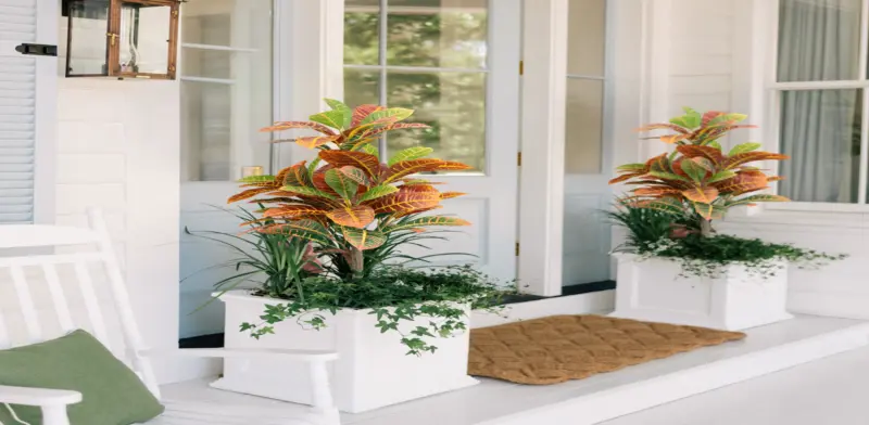 Zero-Cost Gardening: Transform Your Balcony into a Green Paradise Without Spending a Rupee!