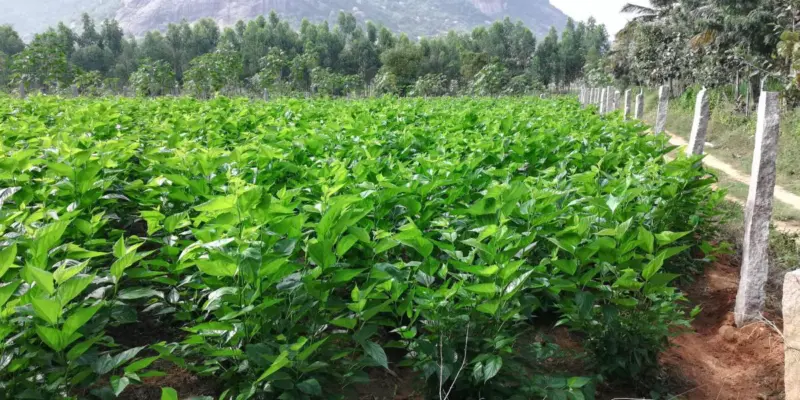 ಕನಕಪುರ: ರೇಷ್ಮೆ ಉದ್ಯಮದ ಮೇಲೆ ಕರಿನೆರಳು