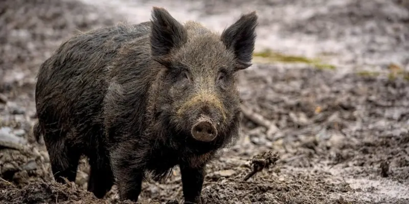 African Swine Fever kills wild boars in Mizoram's Serchhip district