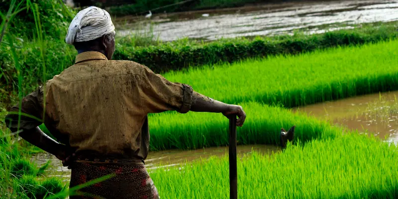 Seeds of change: How farmer-led innovation is quietly disrupting India's FMCG supply chains