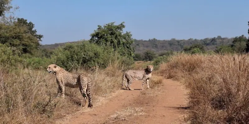 Two Cheetahs Released Back into Kuno's Wilds