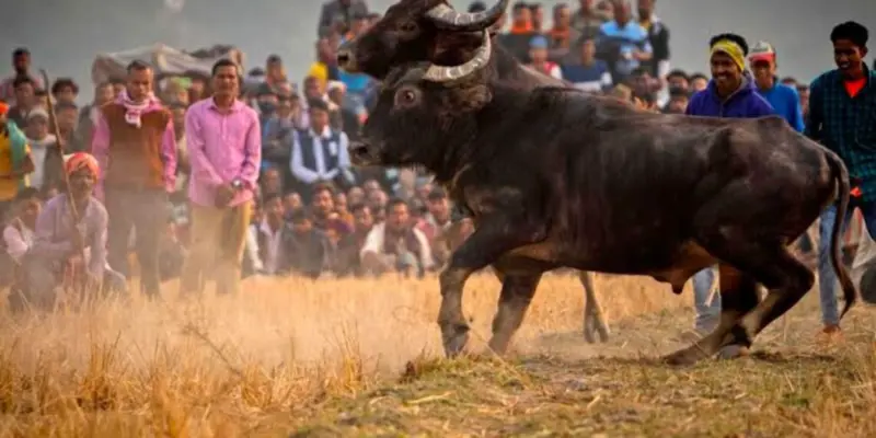 PETA India moves Gauhati High Court over illegal buffalo fights in Assam