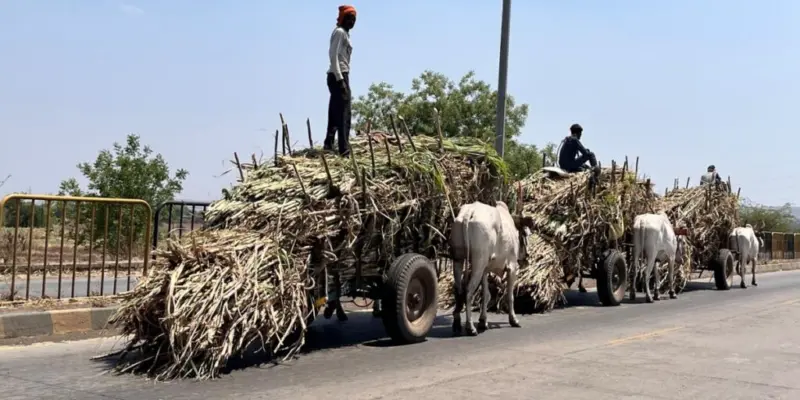 Gujarat's sugar mills pave the way to plastic-free South India; Kerala's 'Bakwa' tells the story