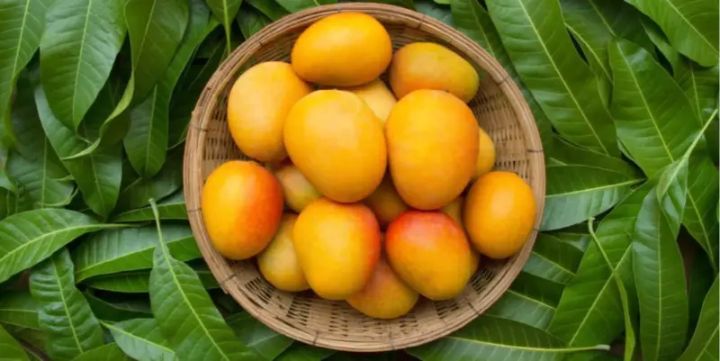 ভারতের ল্যাংড়া-হিমসাগর নয়, বিশ্বের সবচেয়ে মিষ্টি আম কোনটি জানেন? গিনেস রেকর্ডে নাম থাকা সেই ফলের খোঁজ!