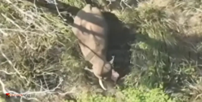 മിഷൻ മുട്ടിക്കൊമ്പൻ സക്സസ്; 13 ദിവസത്തെ കാത്തിരിപ്പിനൊടുവില്‍ ആനയെ മയക്കുവെടി വെച്ചു