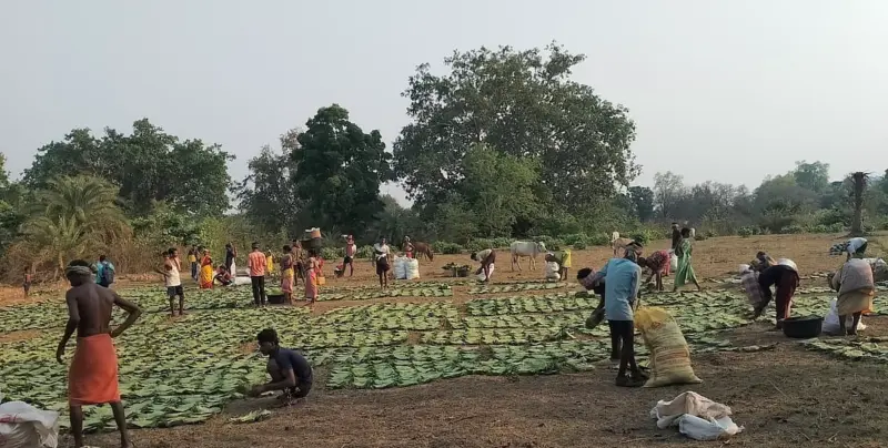 'Green Gold' denied: Tribal communities in Odisha's Koraput fight for their legal rights over kendu leaves for a third consecutive year