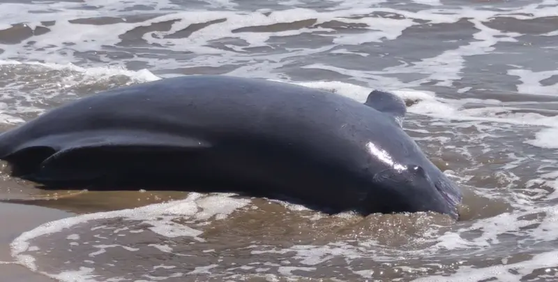 പയ്യാമ്പലത്ത് കൂറ്റൻ ഡോള്‍ഫിൻ്റെ ജഡം കരയ്ക്കടിഞ്ഞു