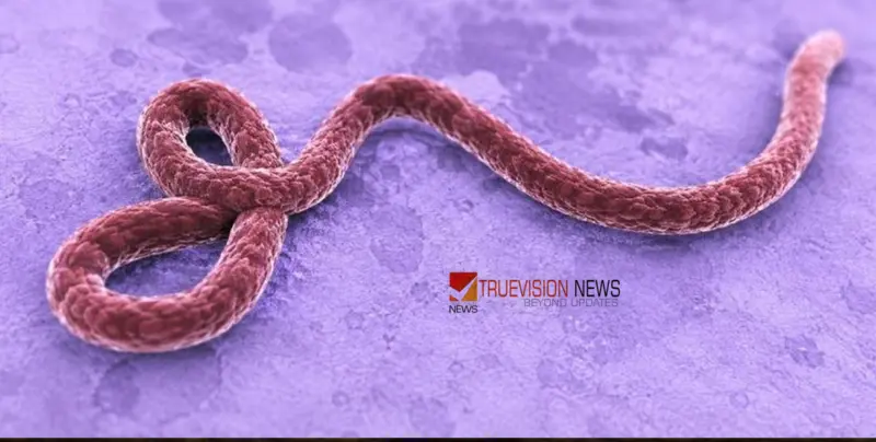 എബോള: നദീതീരത്തു നിന്ന് ലോകത്തെ വിറപ്പിച്ച മഹാമാരിയുടെ കഥ, എന്താണ് എബോള വൈറസ്?
