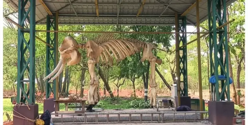 Elephant 'Ramu' Skeleton Rebuilt for Display in Bhubaneswar Nature Camp
