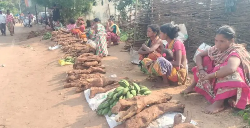 ଡଙ୍ଗରିଆଙ୍କୁ ରୋଜଗାର ଯୋଗାଉଛି ଖମ୍ବ ଆଳୁ ! ପ୍ରଶାସନର ଅଣଦେଖାର ଶିକାର ଚାଷୀ