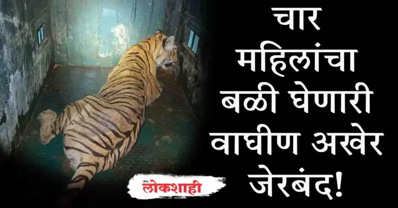 चार महिलांचा बळी घेणारी वाघीण अखेर जेरबंद!