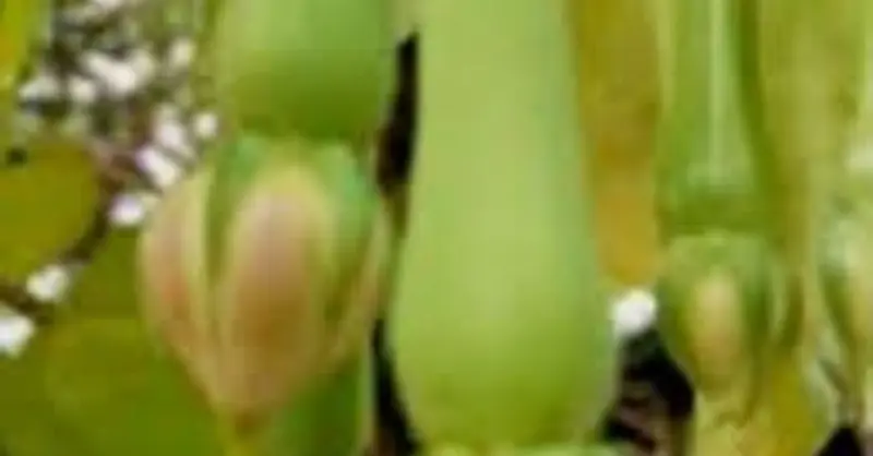 மூக்குத்தி அவரையின் மருத்துவ பயன்கள்..!!