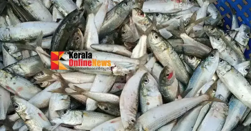 കേരളത്തില്‍ മത്തിയുടെ ലഭ്യതയില്‍ റെക്കോര്‍ഡ് വര്‍ധന