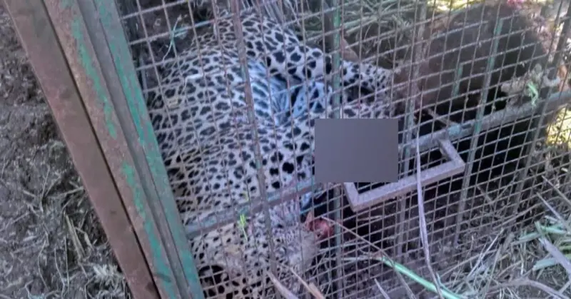 Chamarajanagar | ಹುಲಿ ಸೆರೆಗೆ ಇಟ್ಟಿದ್ದ ಬೋನಿಗೆ ಬಿದ್ದ ಚಿರತೆ