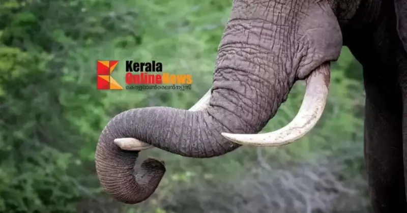 കോതമംഗലത്ത് കാട്ടാന ആക്രമണത്തില് ഒരു മരണം