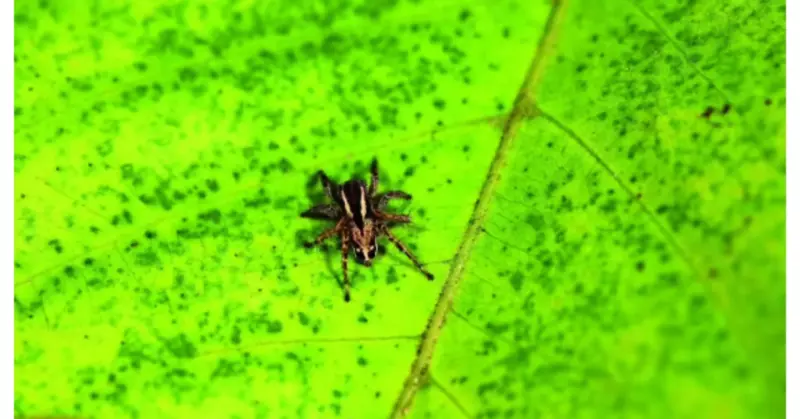 Mogrus Pune jumping spider: remarkable new discovery revives urban hope