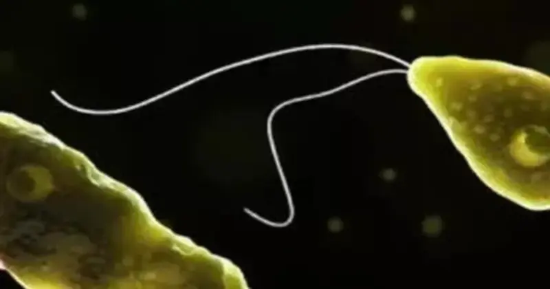 Kerala Reports 17 Deaths From Brain-Eating Amoeba In Four Months