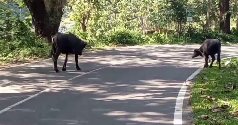 അതിരപ്പിള്ളി - മലക്കപ്പാറ റൂട്ടില് ഗതാഗത നിരോധനം ഏര്പ്പെടുത്തി