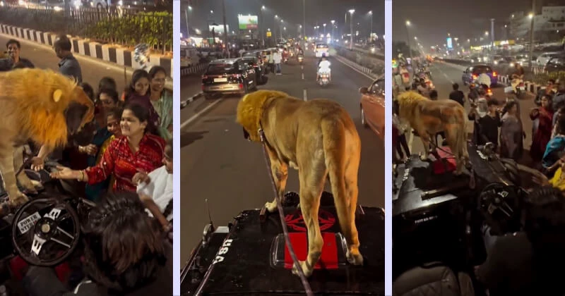 कुत्ता या शेर? पहली नज़र में लोग घबरा गए, दूसरी नज़र में ऐसा किया कि वीडियो वायरल हो गया कुत्ता या शेर? पहली नज़र में लोग घबरा गए, दूसरी नज़र में ऐसा किया कि वीडियो वायरल हो गया