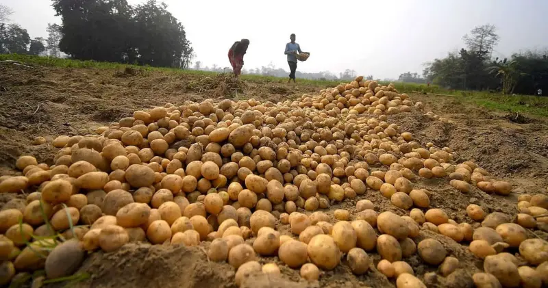 Bokakhat farmers struggle as inadequate cold storage forces long-distance transport of potatoes