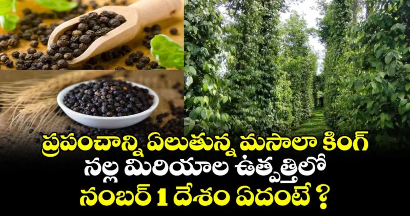 ప్రపంచాన్ని ఏలుతున్న మసాలా కింగ్  : నల్ల మిరియాల ఉత్పత్తిలో నంబర్ 1 దేశం ఏదంటే ?