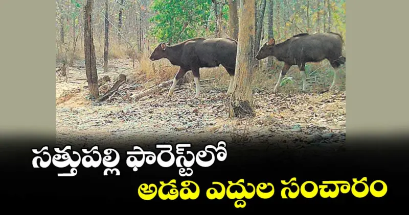 సత్తుపల్లి ఫారెస్ట్లో  అడవి ఎద్దుల సంచారం