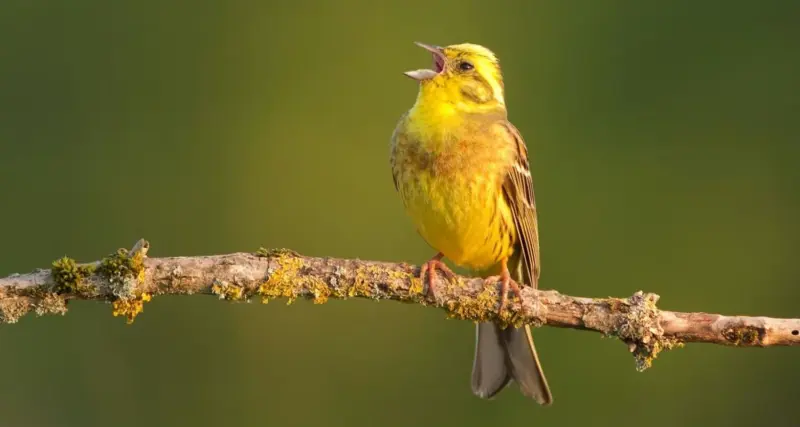 How geography shapes unique accents of birds