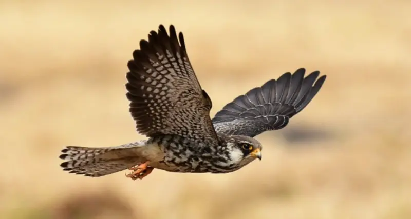 A 22,000 km journey: The Amur Falcon migration