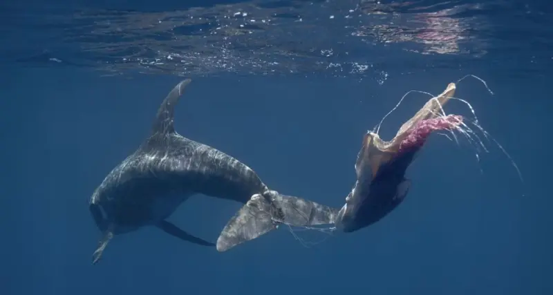 Early intervention saves entangled whales