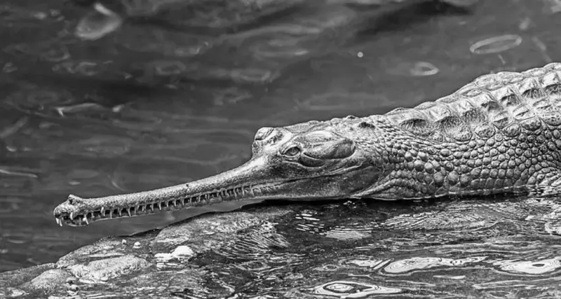 Endangered gharial spotted again in Kaziranga