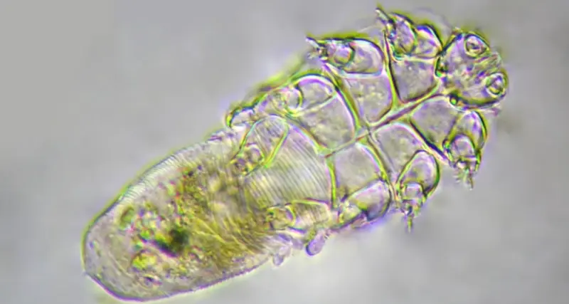 Skin mites: Harmless or harmful?