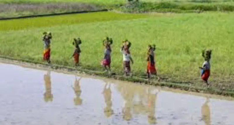 Paddy MSP increased by Rs 72 for 2026-27 kharif season