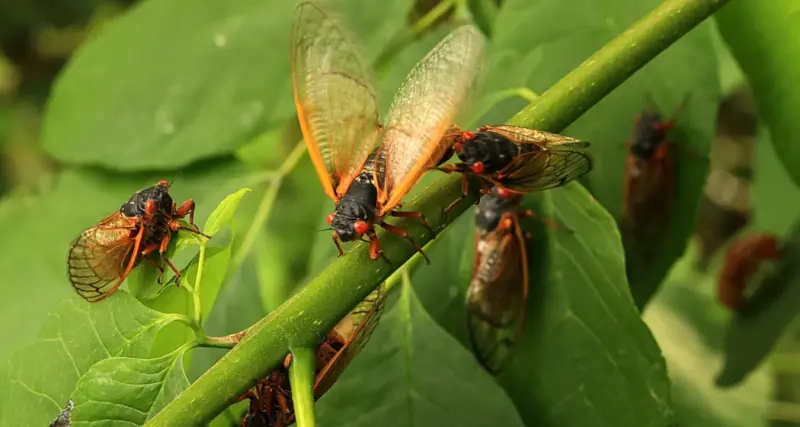 Meghalaya fest celebrates an insect that appears every 4 years