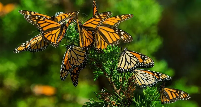 Global butterfly index is key to saving insects