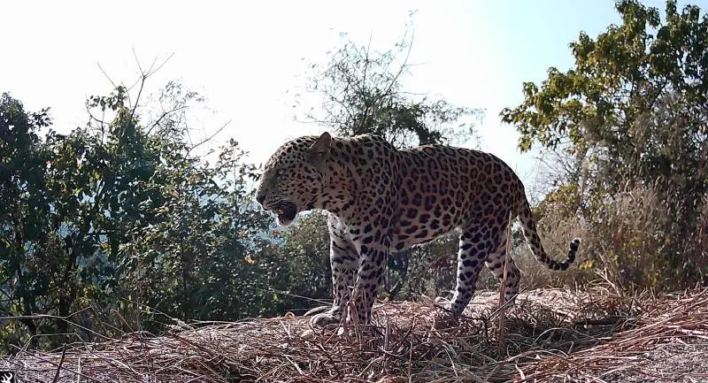 Guwahati leopard population: Study captures 34 big cats, estimates total at 55
