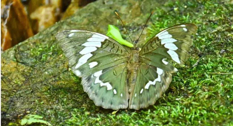 New butterfly species discovered in Arunachal Pradesh named after Assamese icon Zubeen Garg