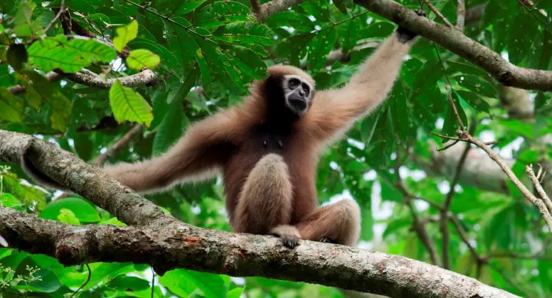 India's only ape faces extinction in Northeast, warns primatologist