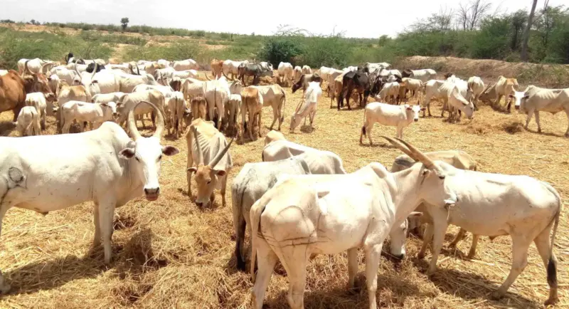 ರಾಜ್ಯ ಸರಕಾರ ಜಿಲ್ಲೆಗೊಂದು ಗೋಶಾಲೆಗೆ ಅಸ್ತು.!