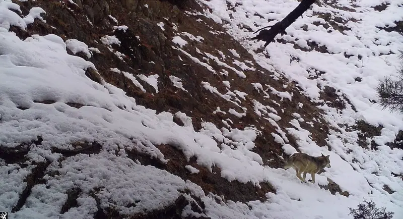 Vanishing shadows: Why conserving the Himalayan wolf in Kashmir is crucial for ecosystem balance