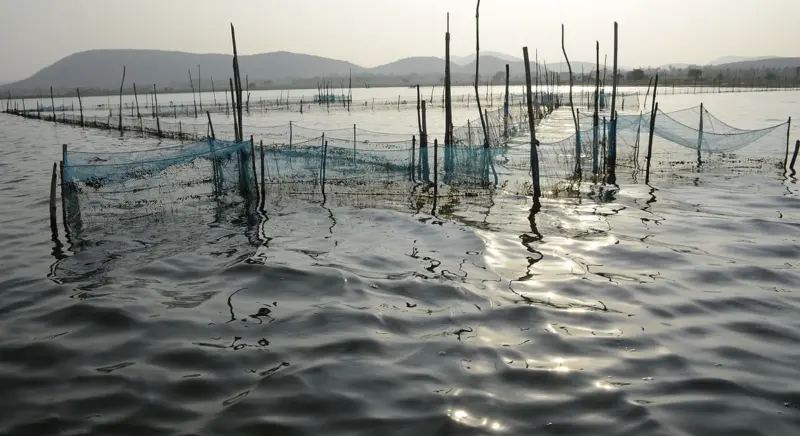 World Wetlands Day 2026: Promoting Chilika red rice can help enhance food and livelihood security around India's first Ramsar Site