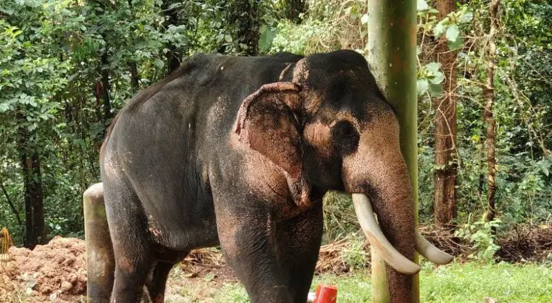 കൂടല്മാണിക്യം ക്ഷേത്രത്തില് ആന ചവിട്ടിക്കൊന്ന പാപ്പാന്റെ മൃതദേഹം വീട്ടിലെത്തിച്ചു