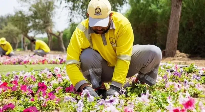 അല്‍ ഹംരിയക്ക് പുത്തൻ ഉണര്‍വ്; 'മുൻപത്തേക്കാള്‍ മികച്ചത്' പദ്ധതിയുമായി മുനിസിപ്പാലിറ്റി