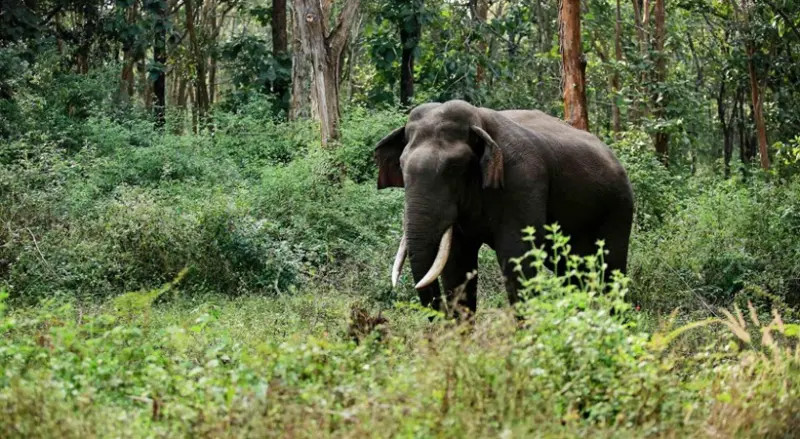 വീണ്ടും കാട്ടാന ആക്രമണം; കോതമംഗലത്ത് ഒരാള്‍ കൊല്ലപ്പെട്ടു